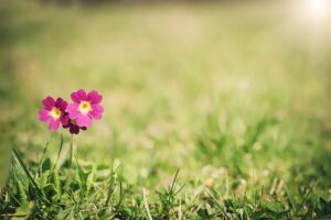 Sådan dyrker du Primula succesfuldt i din have: Tips og tricks til en frodig blomsterbed